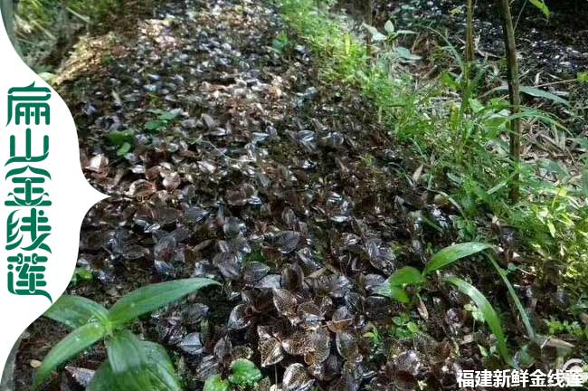 大阜陽宣城滁州金線蓮種植基地 安徽紅霞種苗批發(fā)價(jià)格3元