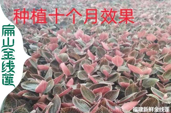 福建金線蓮種植招聘工人