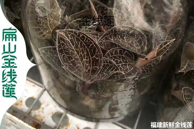 12號(hào)廣元金線蓮種苗 四川廣元金線蓮標(biāo)準(zhǔn)種植基地0.38元/顆