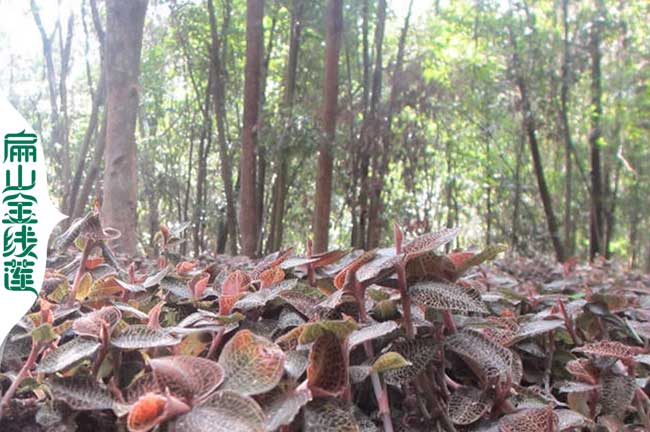 扁山渝中萬(wàn)州涪陵區(qū)金線蓮種苗 2年油茶苗批發(fā) 50CM 2元一珠