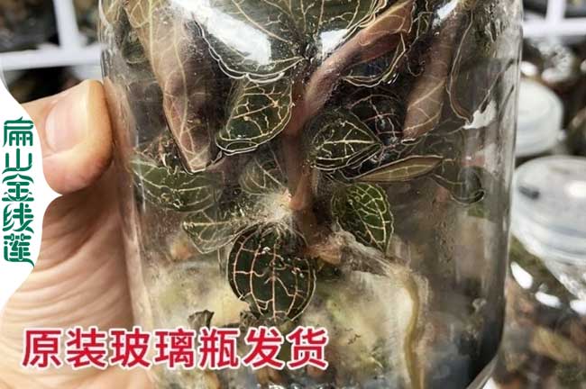 龍巖瓶裝金線蓮種苗