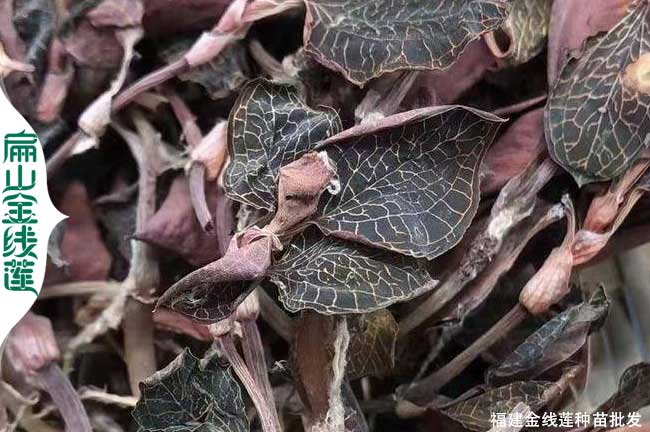 漳州金線蓮干品