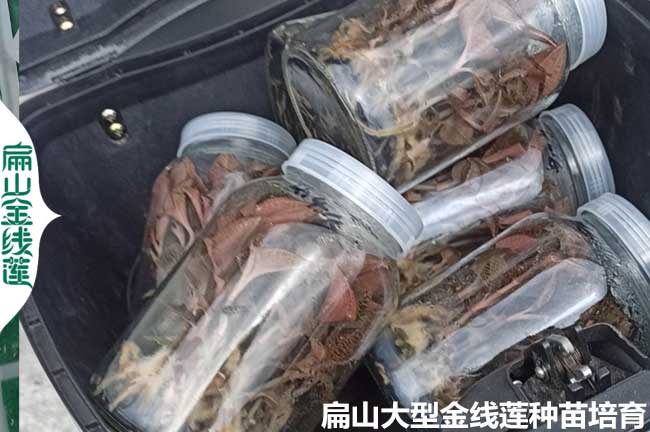 陽江瓶裝金線蓮種苗