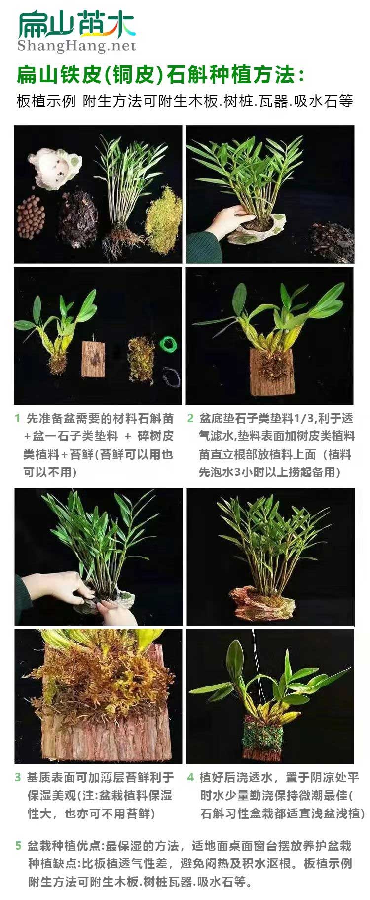 云南金線蓮種植方法