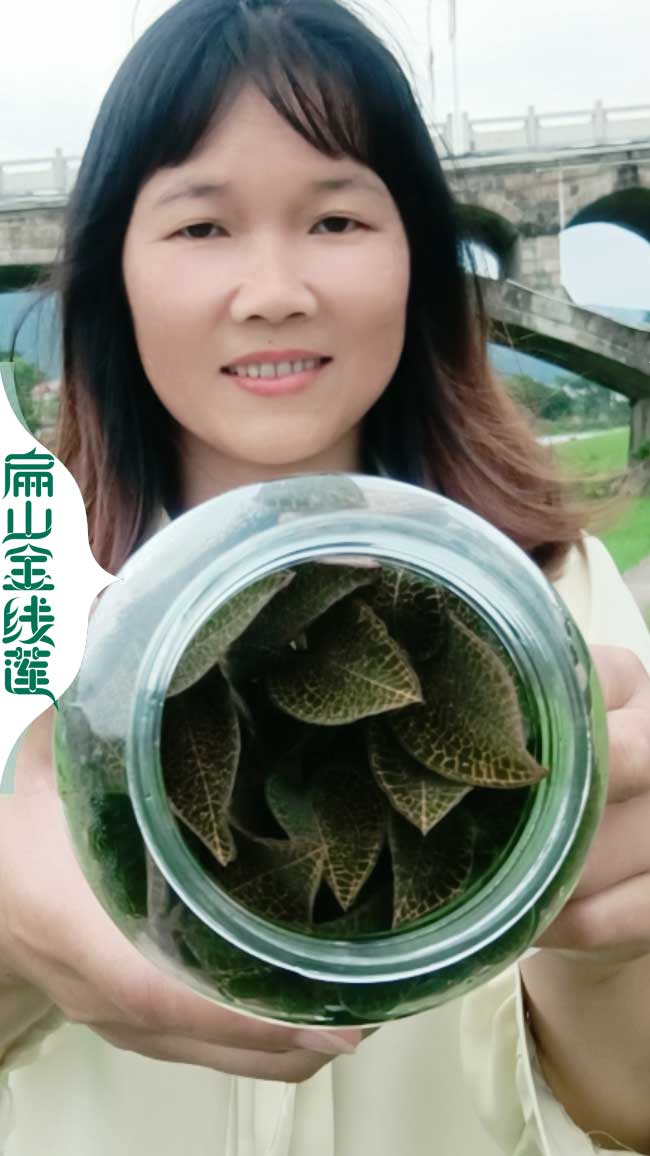 南平金線蓮種植批發(fā)