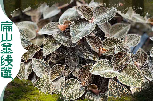 三明種植金線蓮