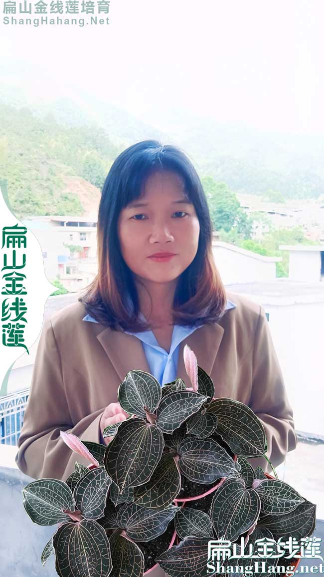 好苗 江西新余金線蓮種植基地批發(fā)江西新余金線蓮種苗價格9元