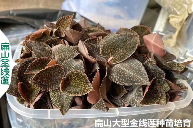 廣東金線蓮種植病蟲