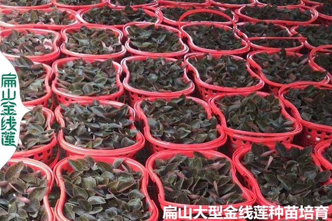 漳州很多泉州種植金線蓮種苗的價格好 福建紅霞瓶裝套袋3元