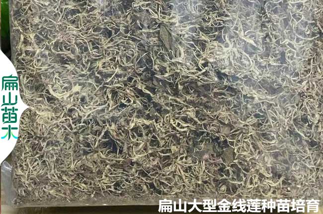 金線(xiàn)蓮的烘干