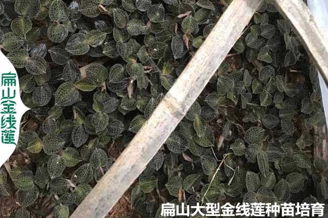 江蘇林下種植金線蓮技術(shù)