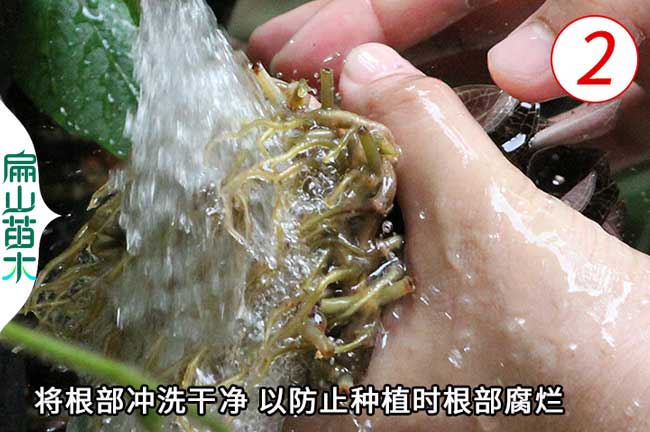 金線蓮種植技術(shù)