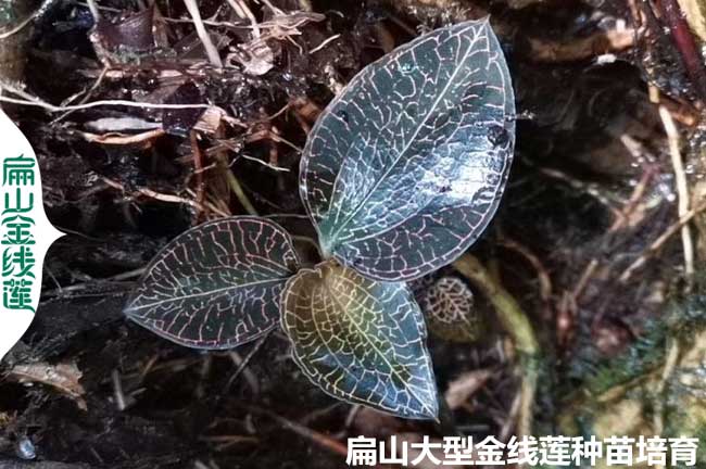 福建各省種植金線(xiàn)蓮環(huán)境條件的要求 浙江西湖南貴州廣西廣東