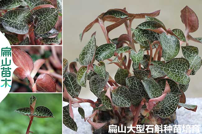 金線蓮種植技術(shù)