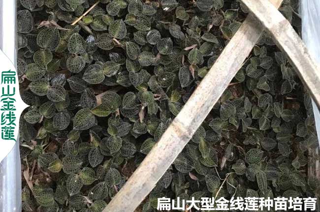 福建林下種植金線(xiàn)蓮