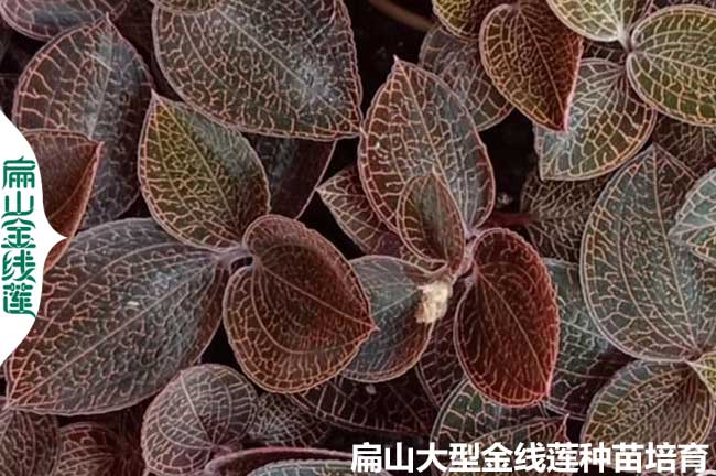 臺(tái)灣金線蓮種植技術(shù)