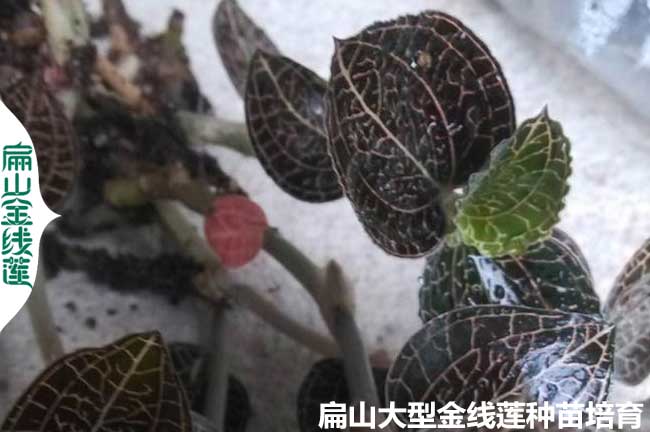 金線(xiàn)蓮如何澆水