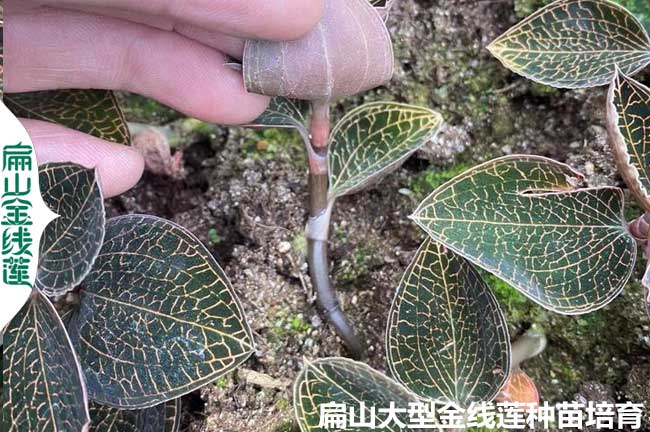 2023新出15條金線蓮種植技術(shù)和栽培管理問題