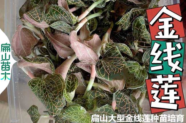 漳州新鮮金線蓮批發(fā)