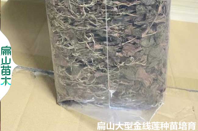 福建中藥材金線蓮