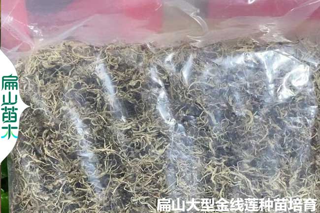 漳州大葉金線蓮種苗