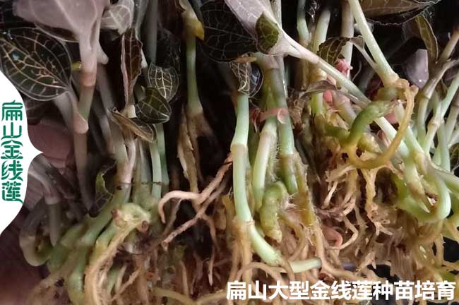 這樣算福建金線蓮種植的成本 收益 利潤(rùn) 福建龍巖價(jià)格批發(fā)