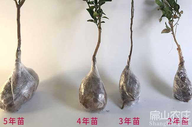 云南橘子苗種植