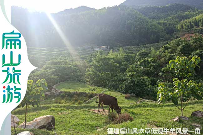 上杭放養(yǎng)黑牛養(yǎng)殖