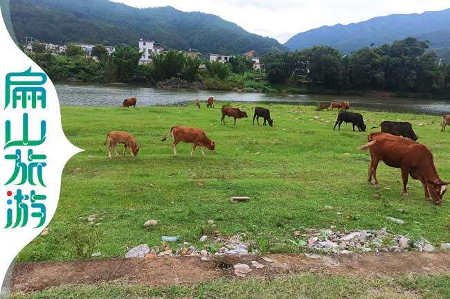 上杭黃牛養(yǎng)殖基地