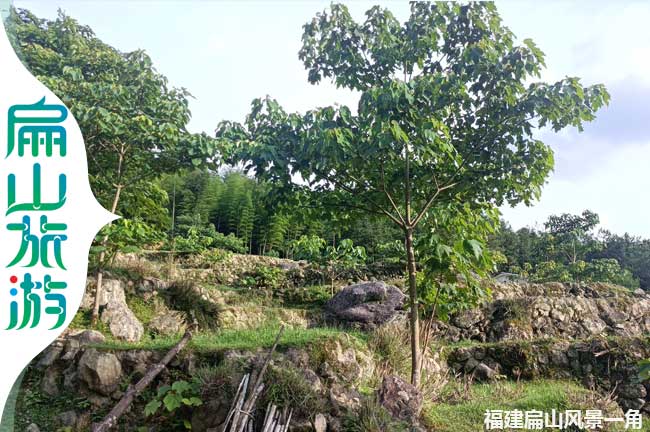 扁山梧桐樹(shù)風(fēng)景一角