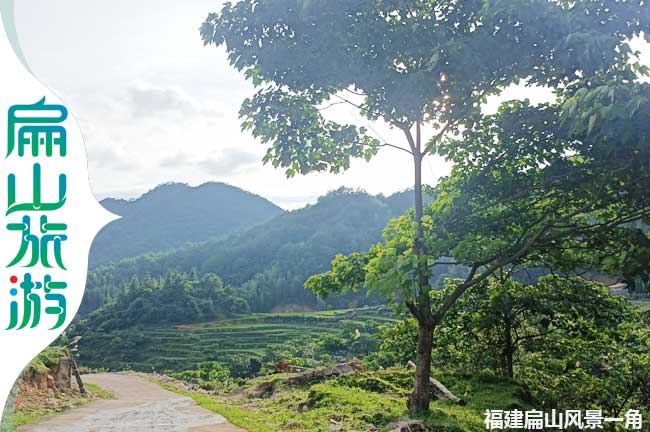 上杭扁山梧桐樹風景一角