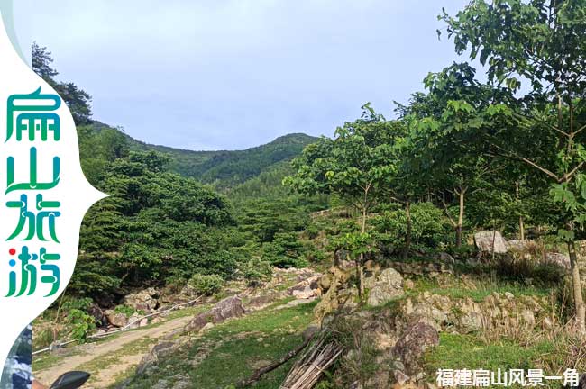 舊縣鎮(zhèn)扁山梧桐樹(shù)風(fēng)景一角