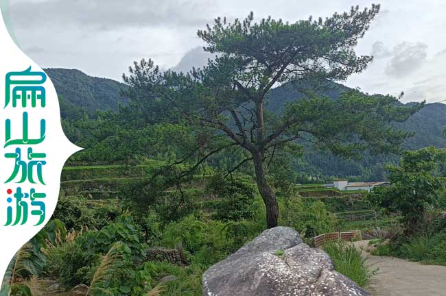 福建迎客松美景