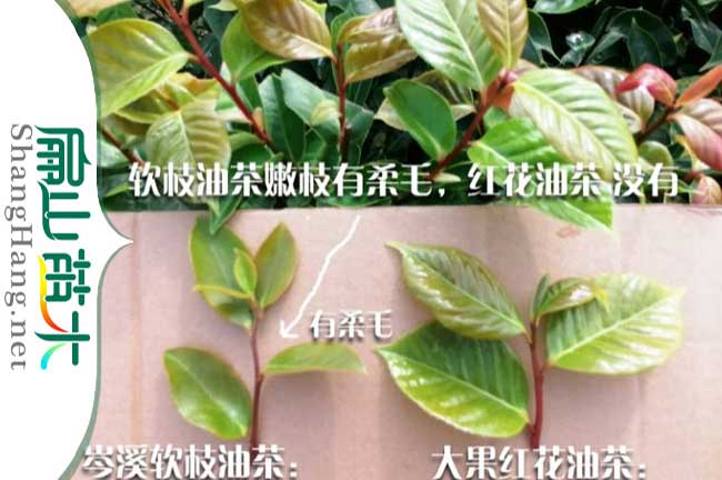 廣西大果油茶苗