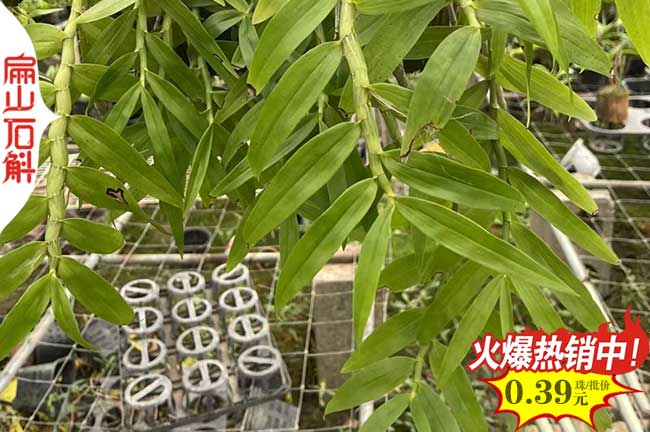 高質(zhì) 青海南山西藏鐵皮石斛.金線蓮種植種苗培育基地 1元/珠