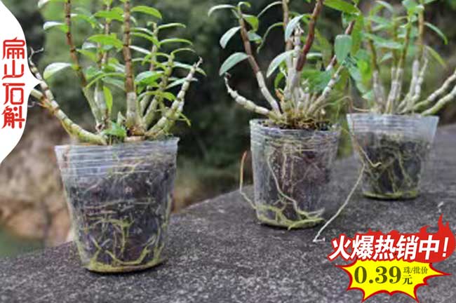 哪里有湖南金線(xiàn)蓮種植基地 湖南鐵皮石斛種苗批發(fā)0.48元/珠