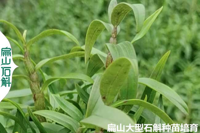 湖南麝香石斛種植