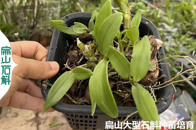 開花 安徽鐵皮石斛種植標(biāo)準(zhǔn)化六安基地 霍山金釵銅皮鼓槌2元