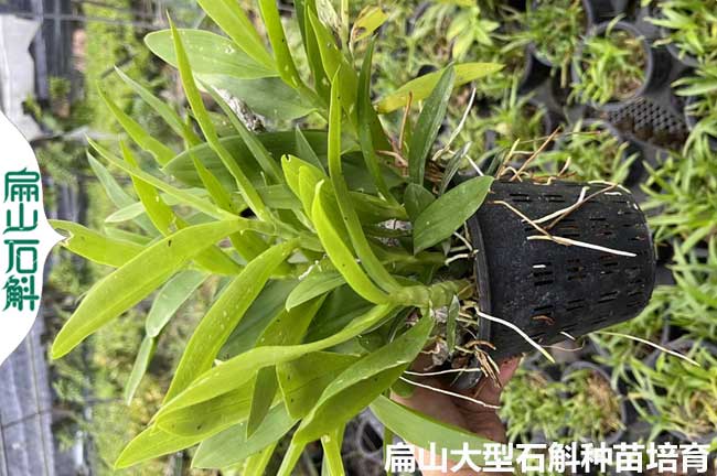 [黃山石斛種苗批發(fā)]池州宣城麝香金釵鐵銅皮石斛種植基地3Y