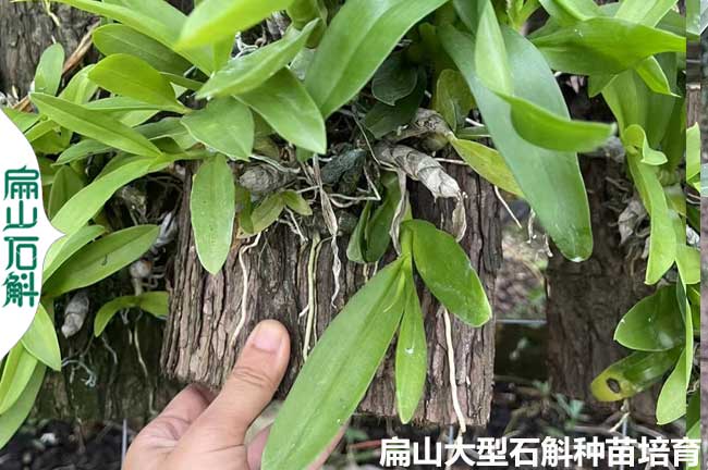 看這保山臨滄鐵皮石斛種植大型基地 金釵鼓槌銅皮小杯苗10CM