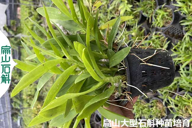 非常多云南鐵皮石斛種植基地 金釵麝香銅皮石斛種苗價(jià)格批發(fā)