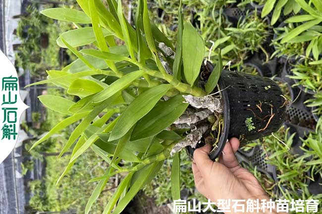 紹興麝香石斛種植