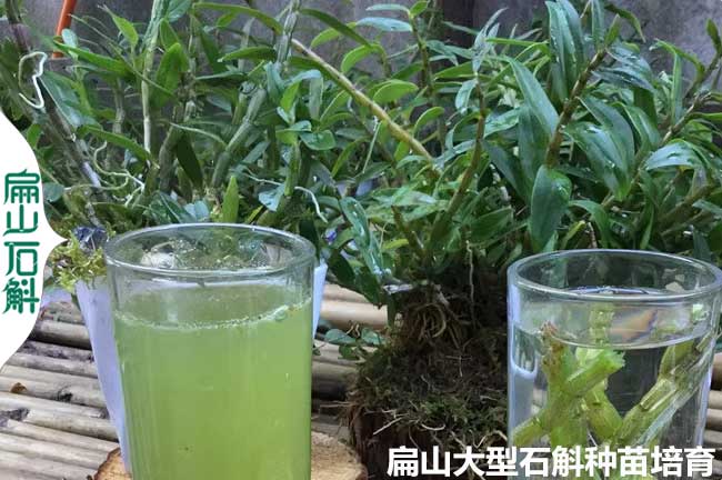 金釵深圳石斛種苗培育養(yǎng)殖基地 麝香鐵皮銅皮鼓槌小杯木樁苗