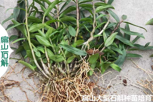 江蘇石斛種植基地