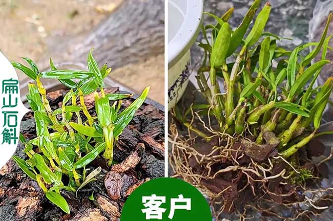 廣州金釵鼓槌米斛石斛和紅霞紅桿金線蓮批發(fā) 種苗干貨 5元