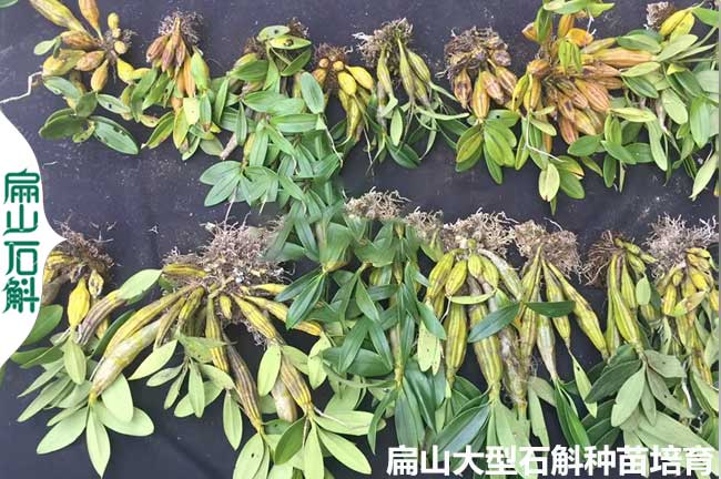 大批發(fā)湖南石斛種苗培育 株洲懷化 美花櫻石斜檀香大龜背3元