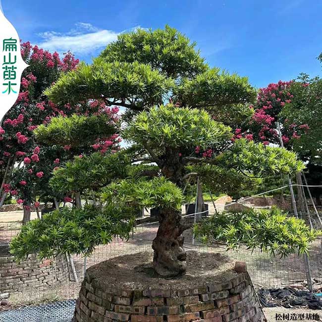 福州羅漢松樹盆景