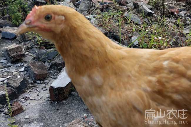 寧德河田雞苗