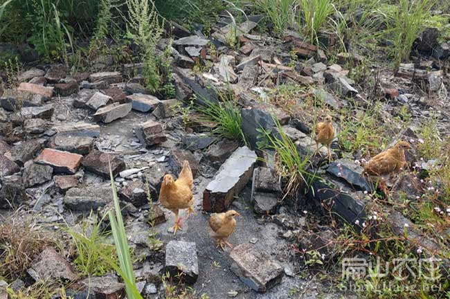 福建河田雞苗批發(fā)