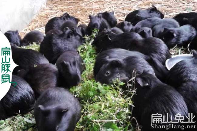 浙江黑豚鼠養(yǎng)殖